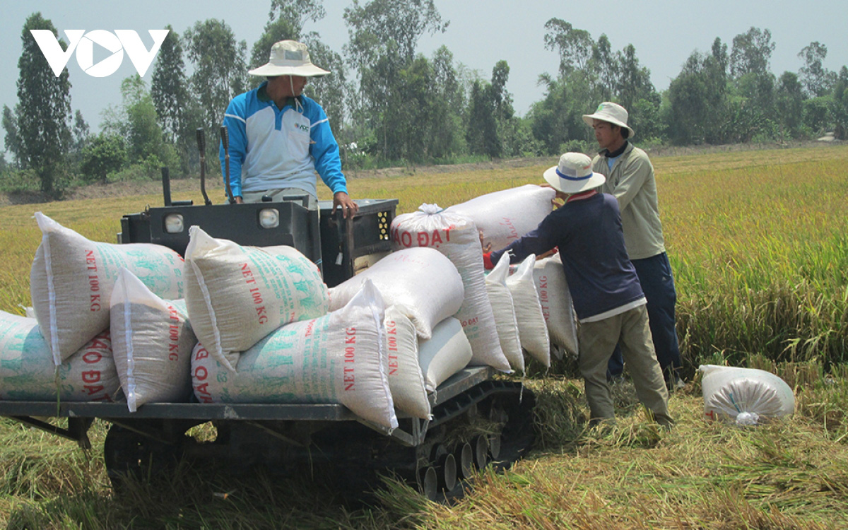 Giá gạo xuất khẩu của Việt Nam tăng cao kỷ lục - Ảnh 1.