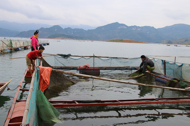 Nông dân Quỳnh Nhai khấm khá nhờ nghề nuôi cá lồng - Ảnh 1.