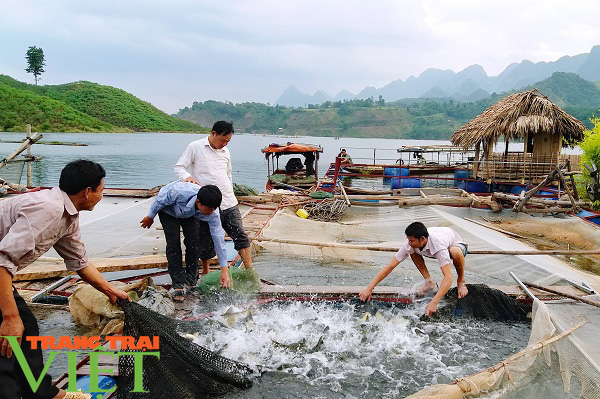 Nông dân Quỳnh Nhai khấm khá nhờ nghề nuôi cá lồng - Ảnh 4.