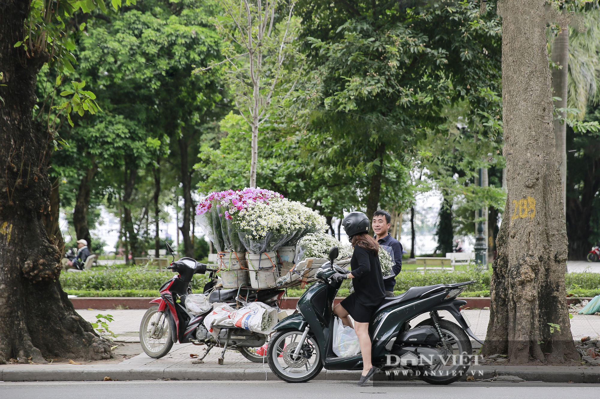 Cúc họa mi len lỏi xuống phố gọi gió Đông về - Ảnh 1.