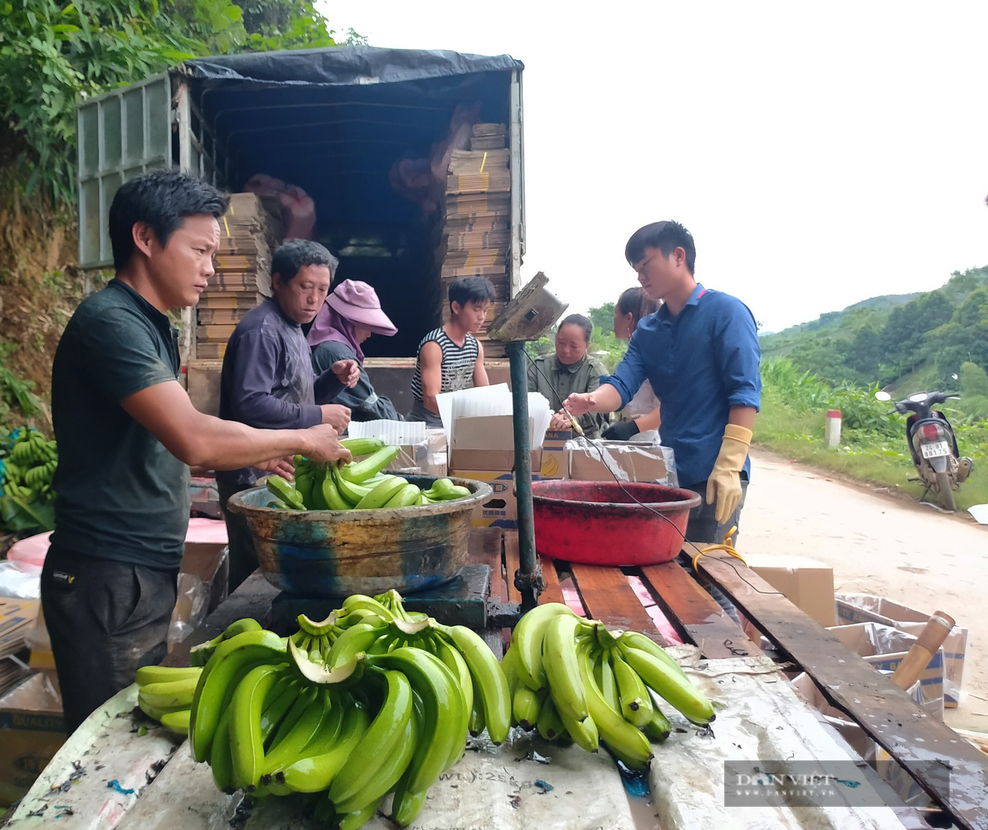 Lào Cai: Chuối Mường Khương xuất khẩu chính ngạch sang Trung Quốc, dân phấn khởi - Ảnh 10.