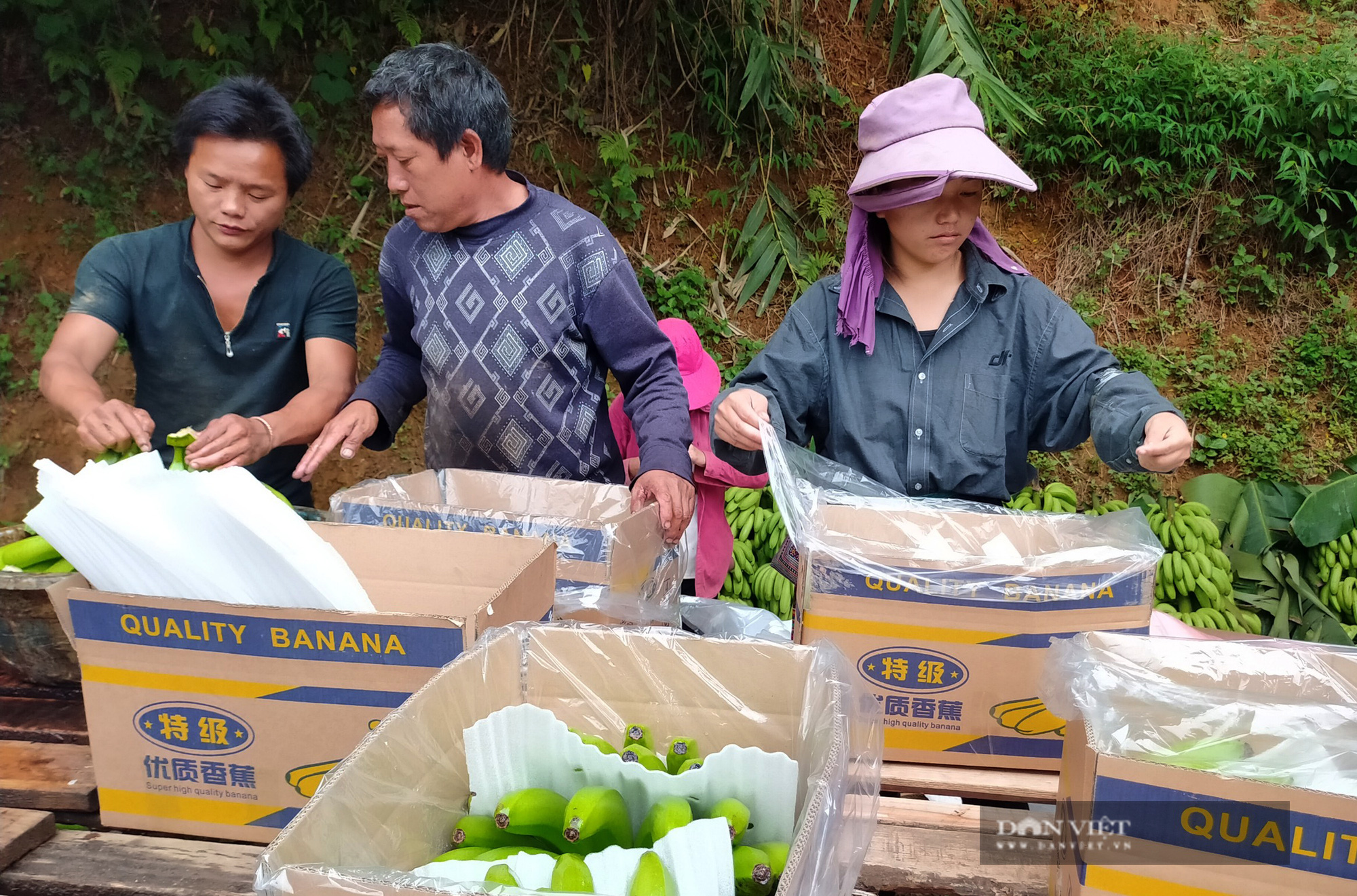 Lào Cai: Chuối Mường Khương xuất khẩu chính ngạch sang Trung Quốc, dân phấn khởi - Ảnh 11.