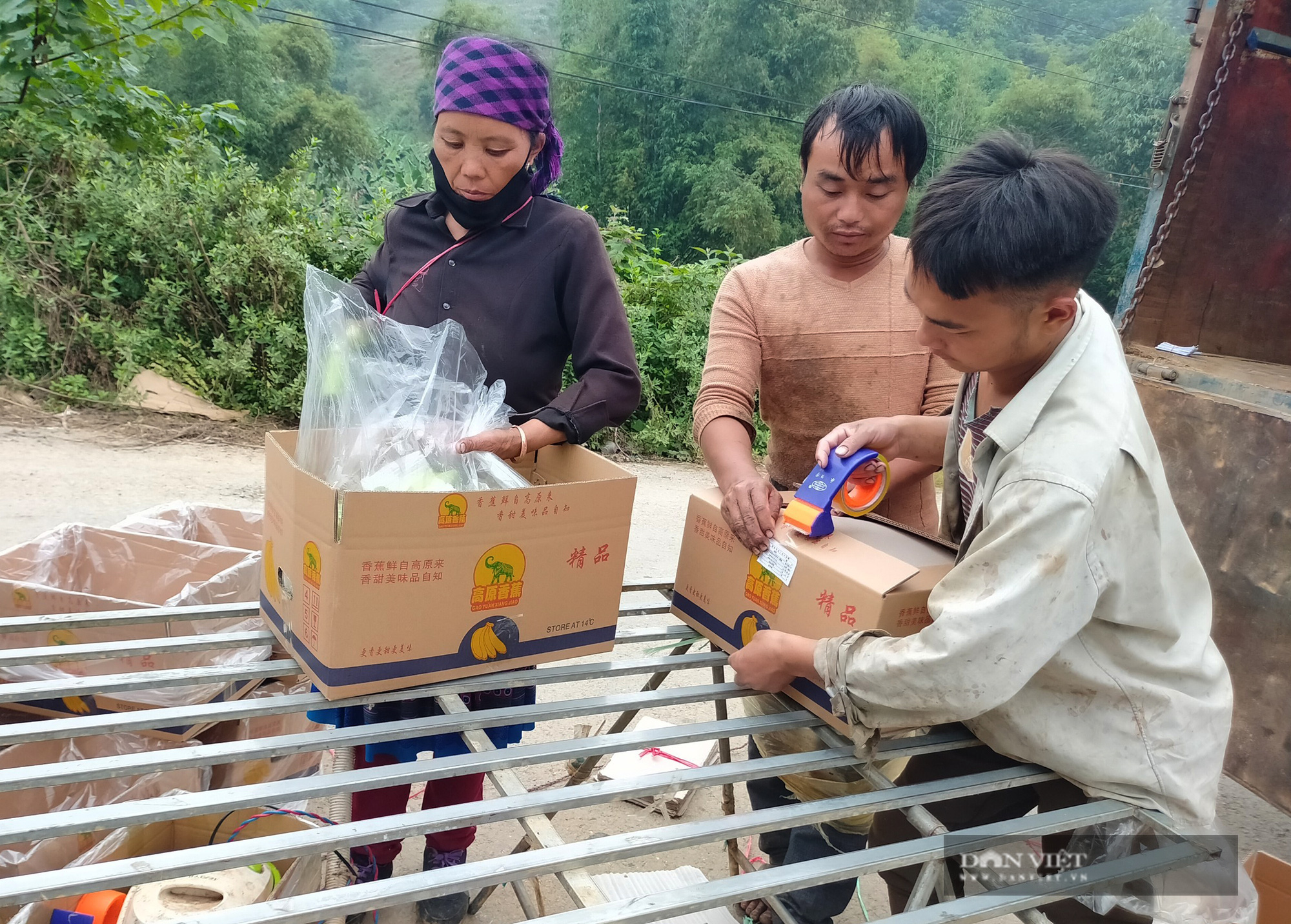 Lào Cai: Chuối Mường Khương xuất khẩu chính ngạch sang Trung Quốc, dân phấn khởi - Ảnh 12.