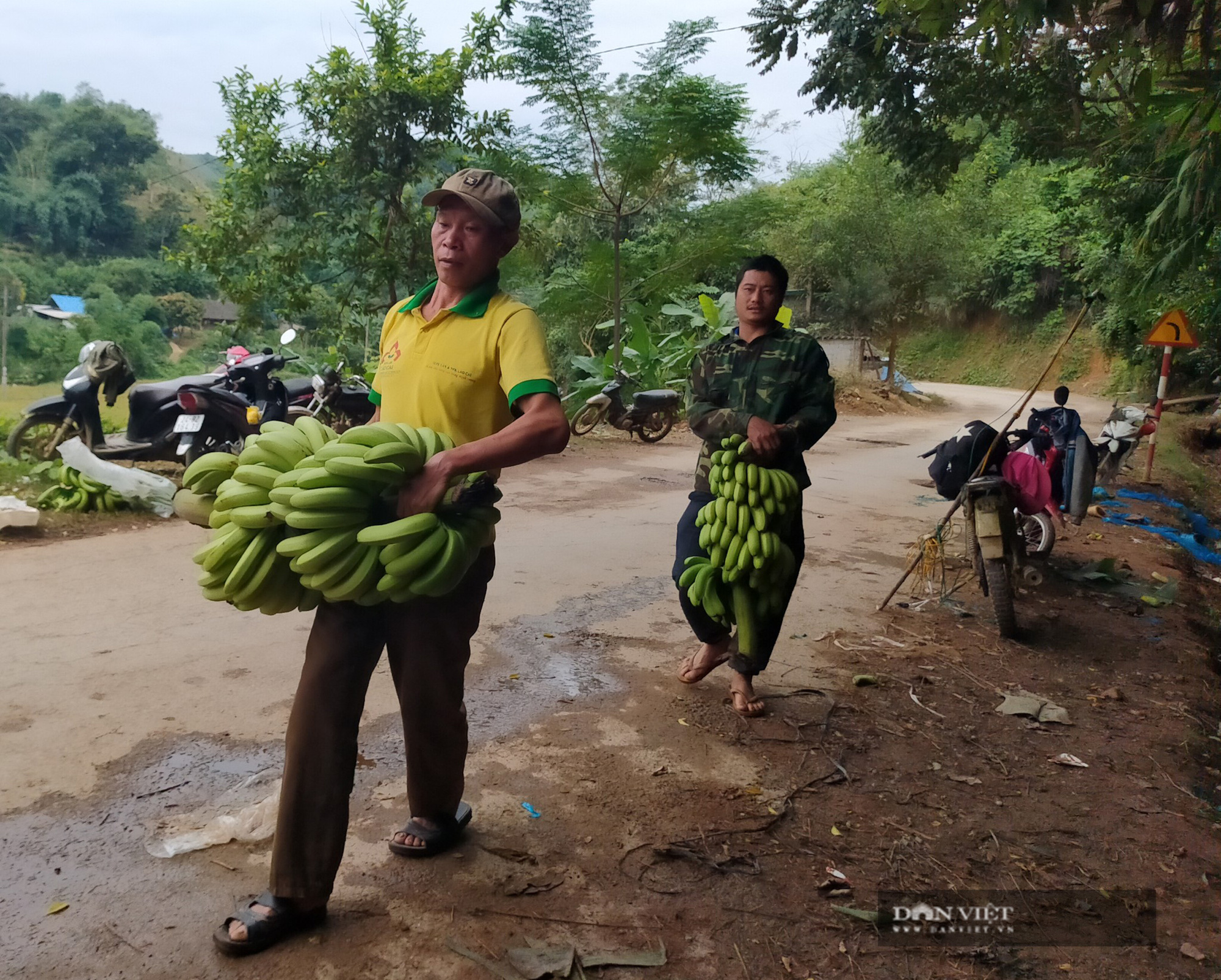 Lào Cai: Chuối Mường Khương xuất khẩu chính ngạch sang Trung Quốc, dân phấn khởi - Ảnh 5.