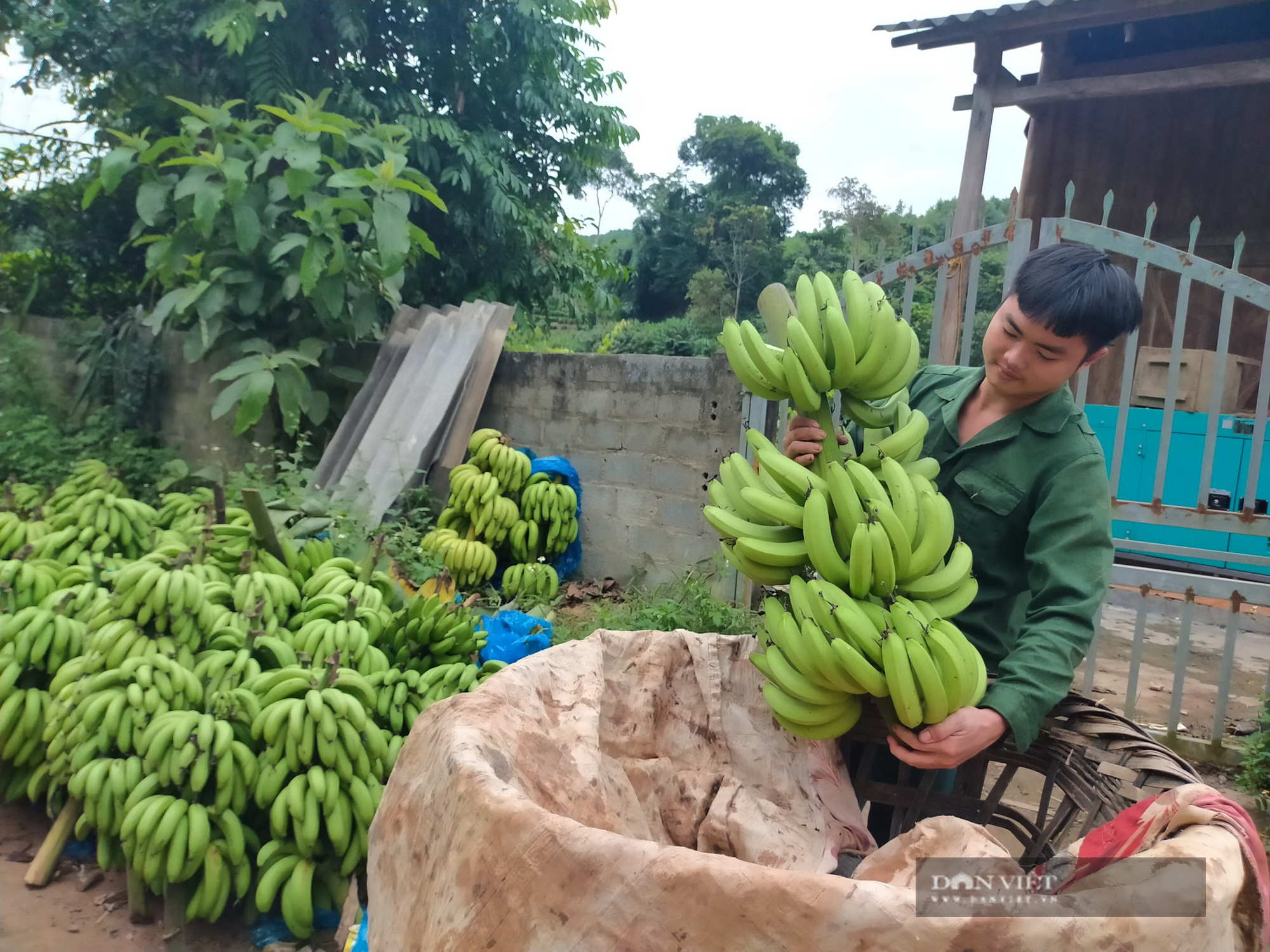 Lào Cai: Chuối Mường Khương xuất khẩu chính ngạch sang Trung Quốc, dân phấn khởi - Ảnh 6.