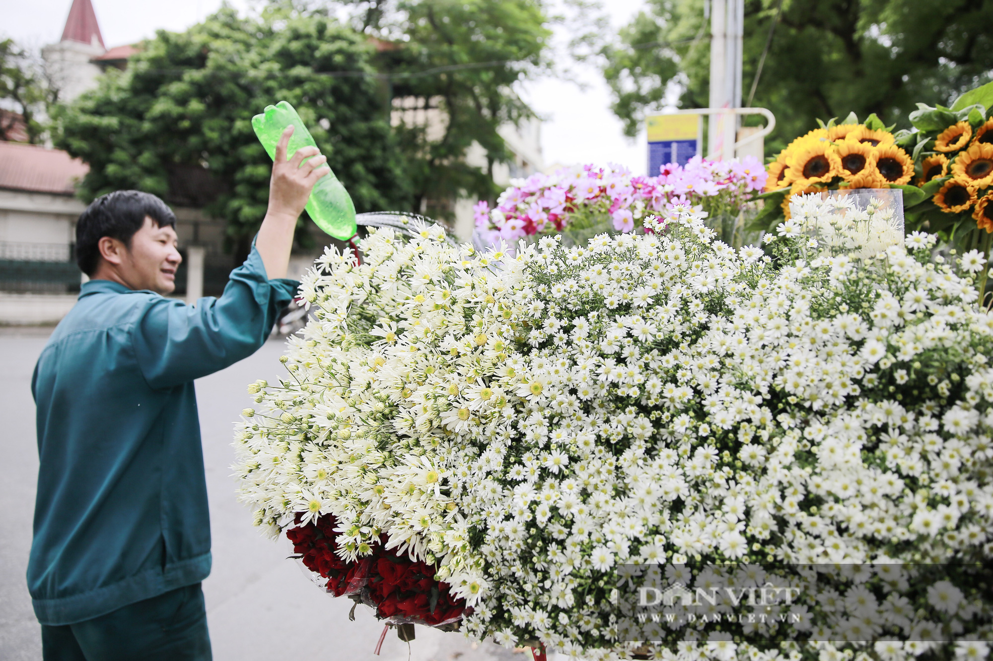 Cúc họa mi len lỏi xuống phố gọi gió Đông về - Ảnh 7.