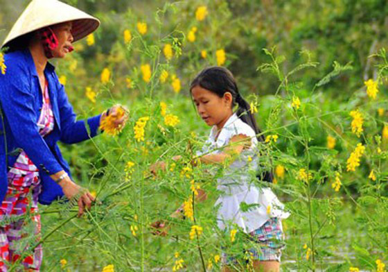 Khi bông điên điển nở vàng là lúc những đàn cá linh theo dòng nước lũ đổ về tràn vào sông, rạch - Ảnh 1.