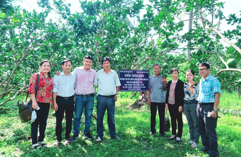 Bến Tre: Trồng bưởi da xanh hữu cơ theo nguyên tắc &quot;4 khỏe&quot; thì thu nhập của nông dân có &quot;khỏe&quot; hơn? - Ảnh 1.