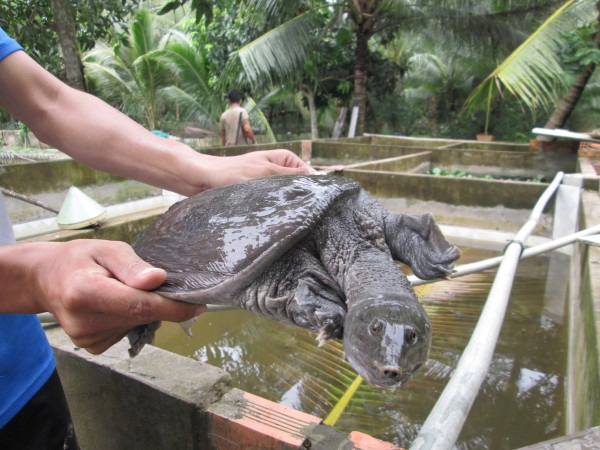 Hậu Giang: Nuôi loài bò sát to bự trông như &quot;thủy quái&quot;, bán trong nước lãi 1, bán ra nước ngoài lãi gấp đôi - Ảnh 4.