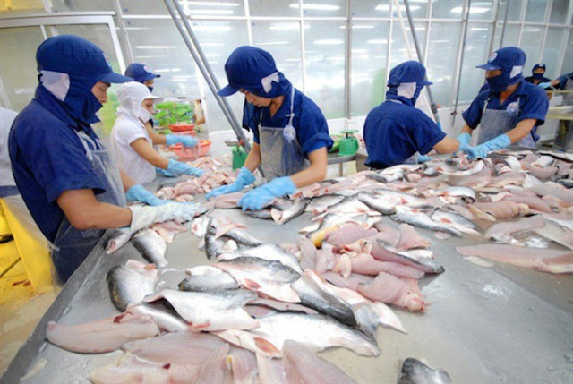 Xuất khẩu cá tra sang Trung Quốc bị &quot;tắc&quot;, VESPA kêu gọi tránh nôn nóng chào giá thấp - Ảnh 1.