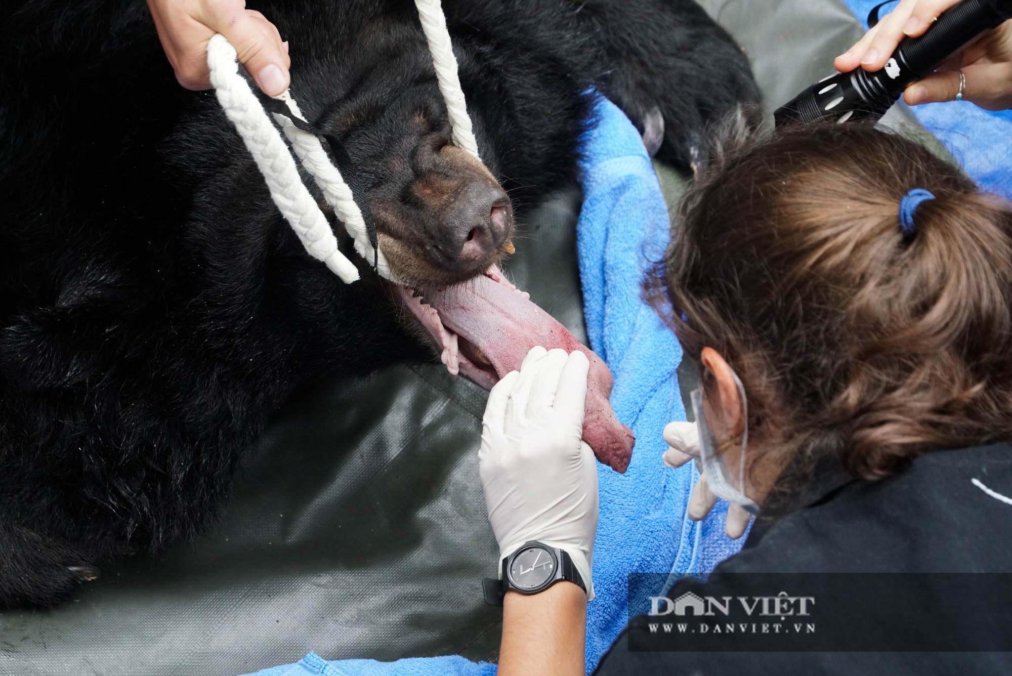 Quá trình giải cứu 2 mẹ con gấu ngựa bị nuôi nhốt 18 năm - Ảnh 6.