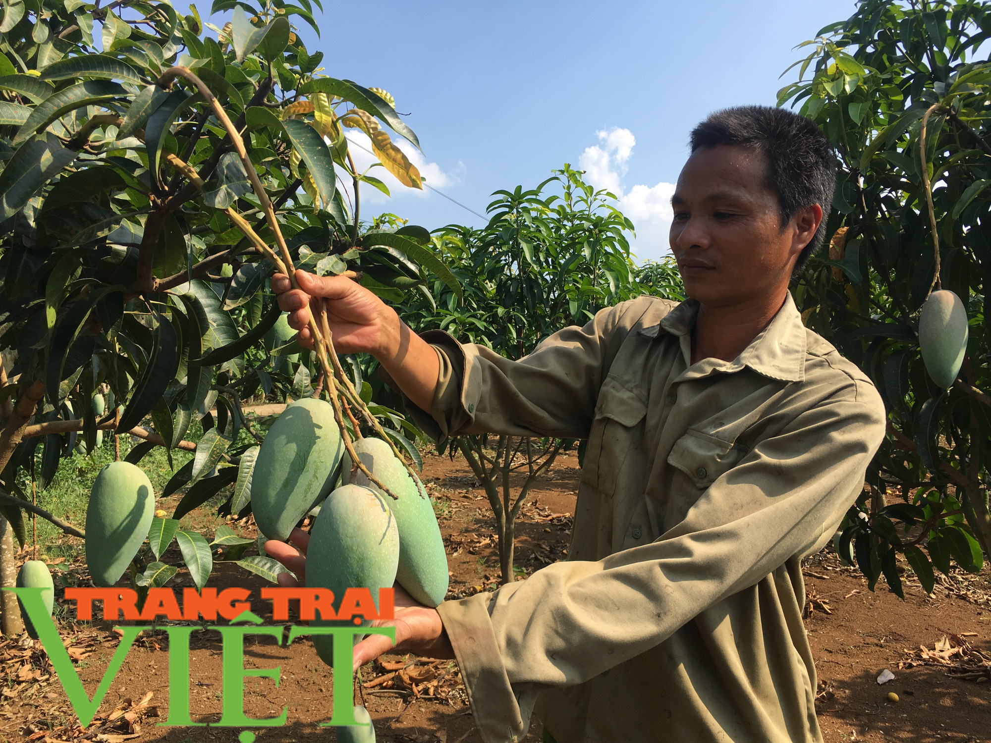 Qua lớp tập huấn của Hội Nông dân: Nhiều nông dân thoát nghèo từ trồng xoài Đài Loan - Ảnh 3.