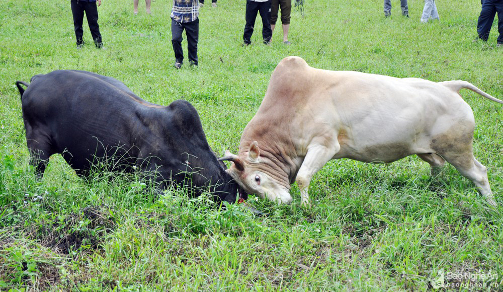 Nghệ An: &quot;Giải&quot; đấu bò gay cấn, ly kỳ thu hút hàng trăm người xem - Ảnh 4.