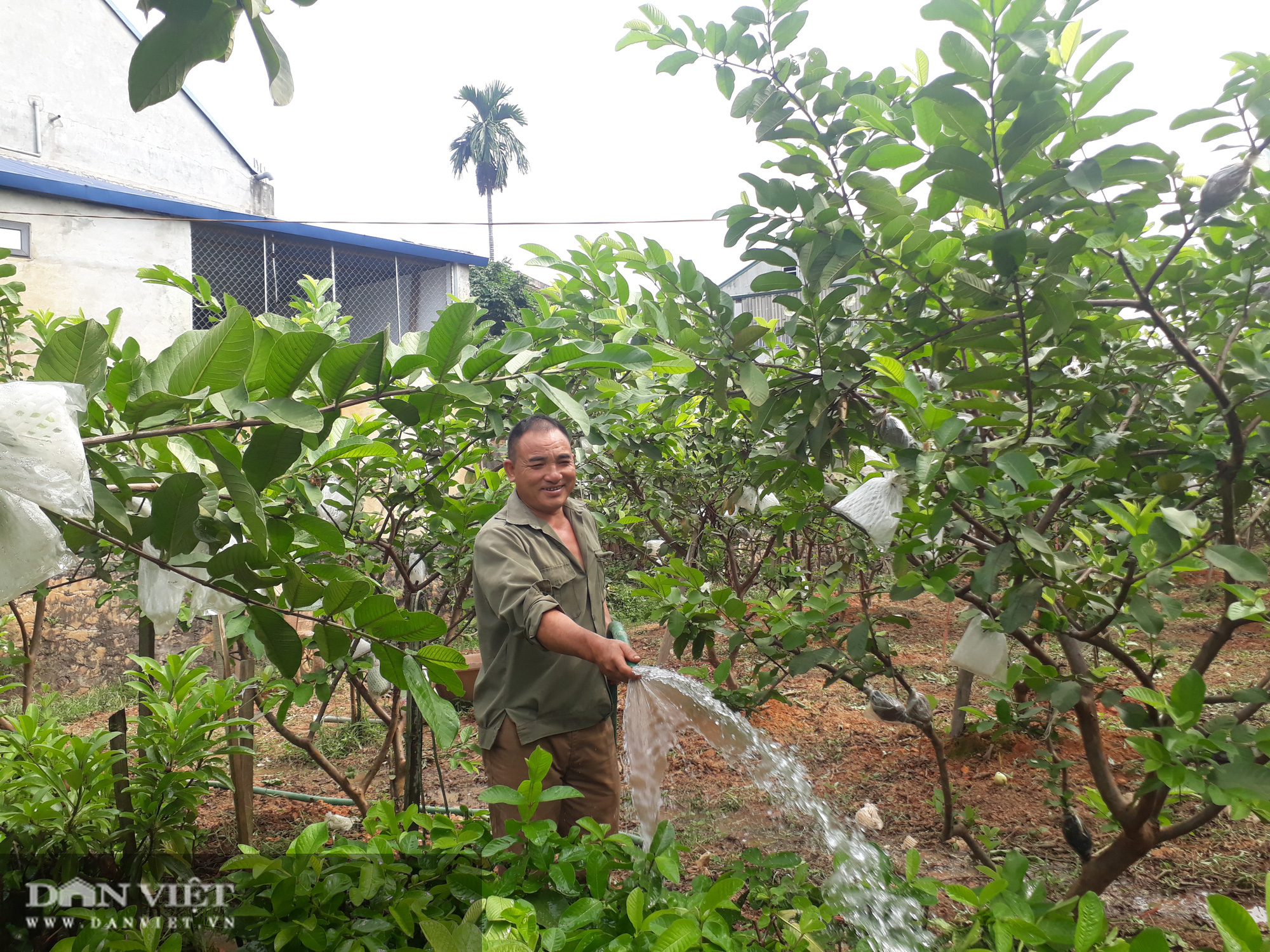 Trồng cây ra quả ngọt quanh năm, vợ chồng anh nông dân Thái Nguyên thu hàng trăm triệu đồng mỗi năm  - Ảnh 7.