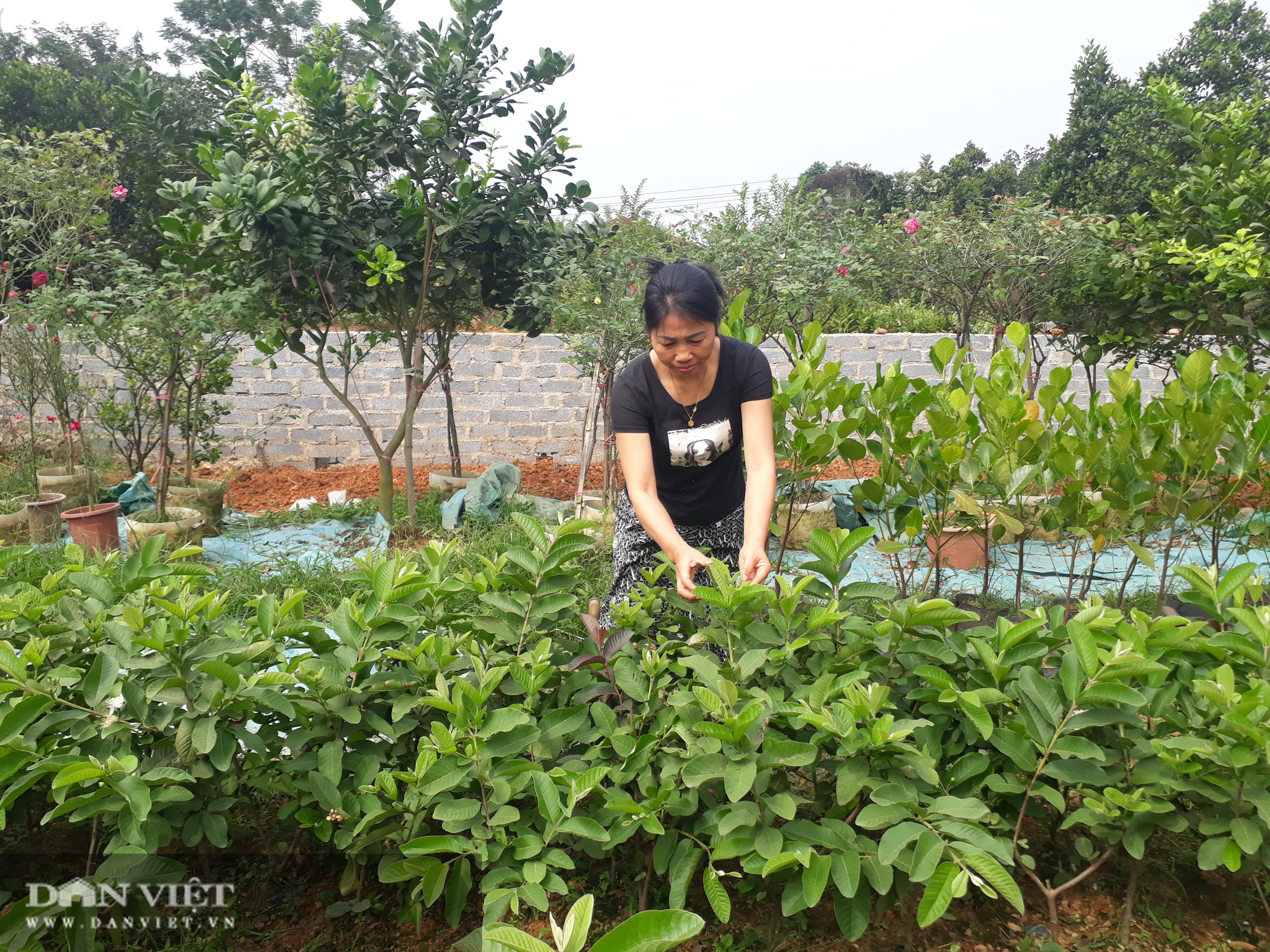 Trồng cây ra quả ngọt quanh năm, vợ chồng anh nông dân Thái Nguyên thu hàng trăm triệu đồng mỗi năm  - Ảnh 6.