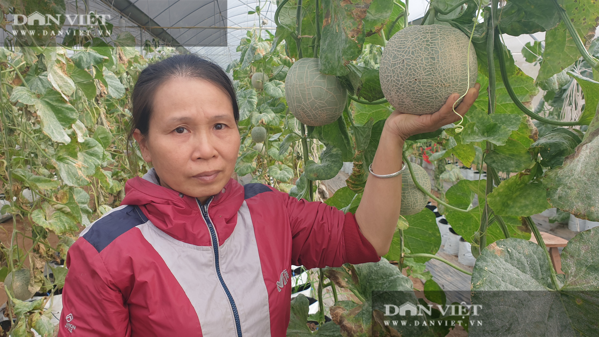 Thái Bình: Đam mê trồng dưa công nghệ cao, U50 bỏ túi hơn nửa tỷ đồng/năm - Ảnh 4.