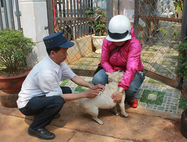 Nhiều người dân Tây Nguyên lơ là tiêm phòng cho vật nuôi - Ảnh 1.