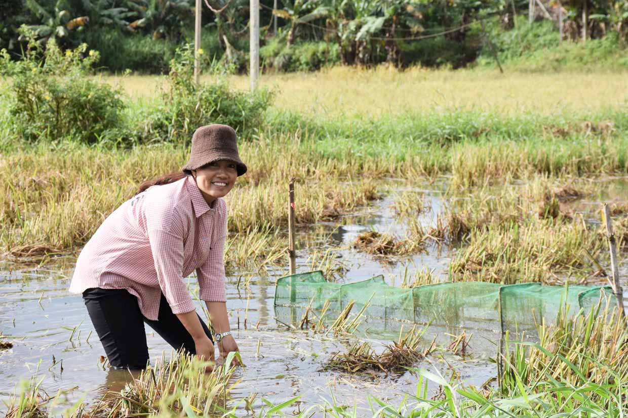 Gia Lai: Nuôi cá ở đồng bỏ hoang, chả tốn thức ăn, nông dân vùng này bán đắt hàng - Ảnh 1.