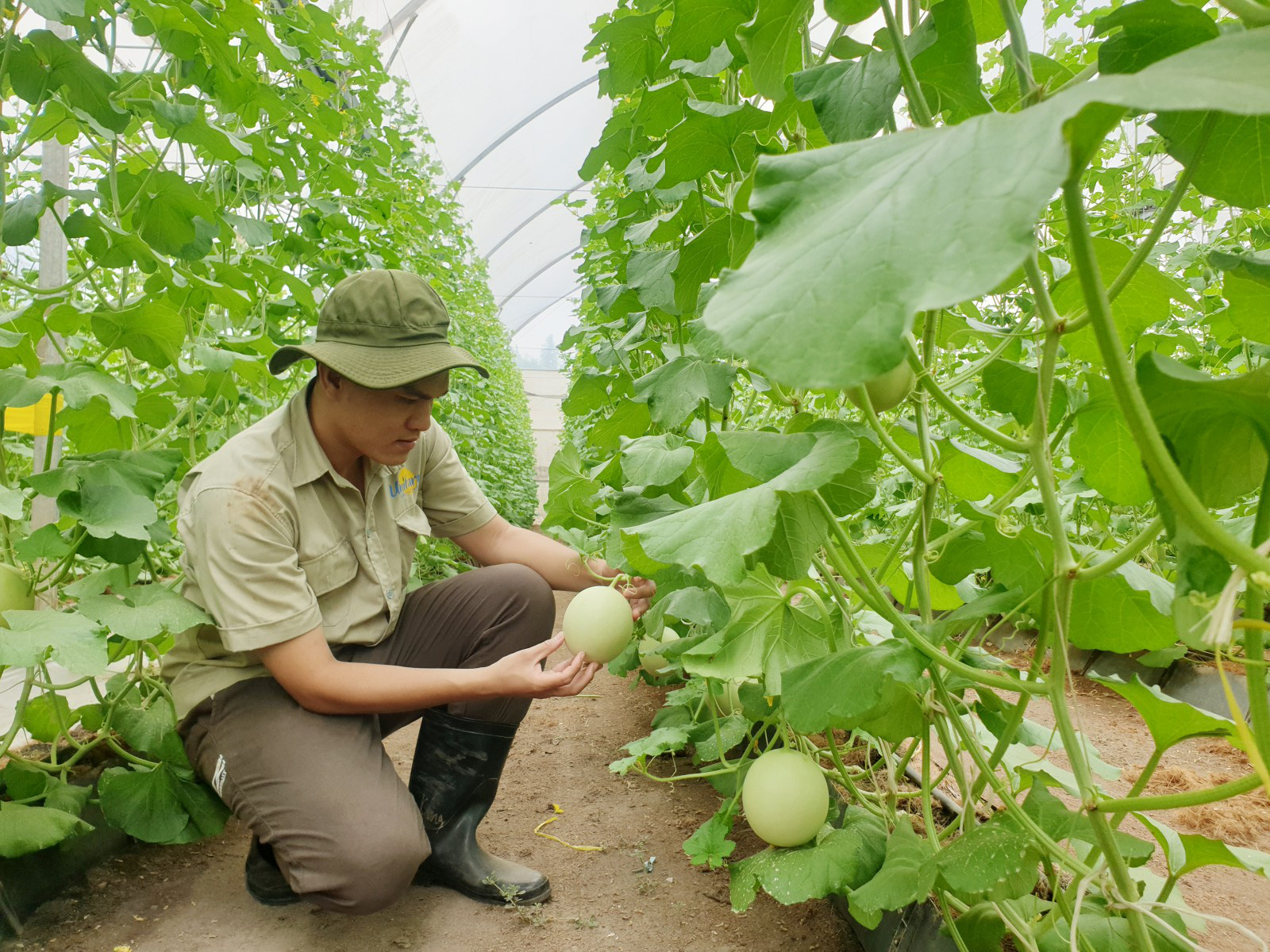 Nông nghiệp Bình Dương khởi sắc nhờ ứng dụng công nghệ cao - Ảnh 1.