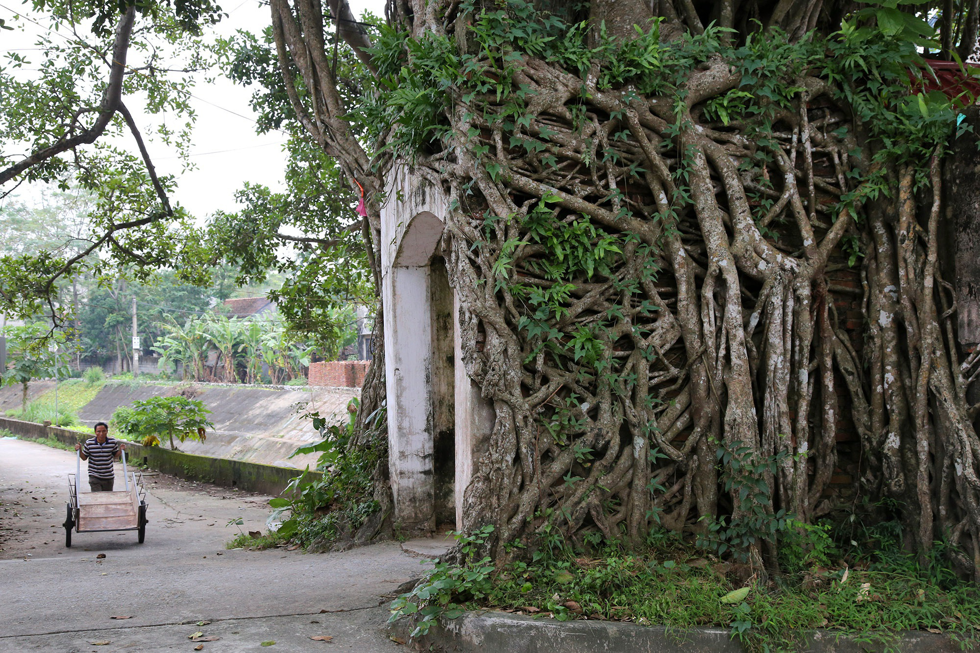 Những &quot;kiệt tác&quot; cổng làng có một không hai từ rễ cây độc đáo ở làng quê Bắc Bộ - Ảnh 3.