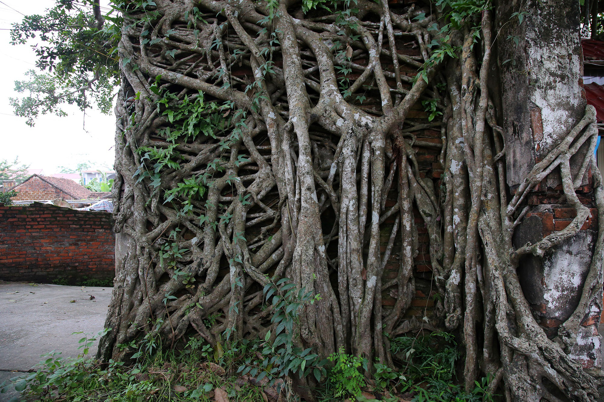Những &quot;kiệt tác&quot; cổng làng có một không hai từ rễ cây độc đáo ở làng quê Bắc Bộ - Ảnh 5.