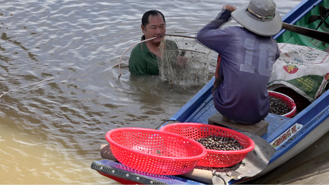 Đồng Tháp: Mùa nước nổi dân lặn sâu xuống sông xúc cả tạ con này, kiếm vài trăm ngàn mỗi ngày - Ảnh 1.