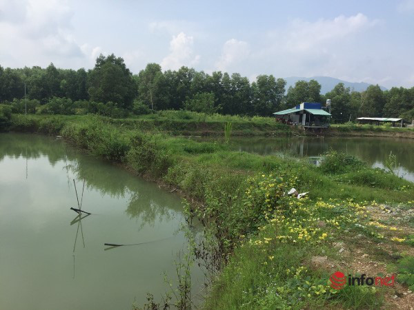 Bỏ việc ngân hàng, thanh niên về quê làm chuyện lạ đời, mở nhạc cho chim nghe, nuôi cá bống - Ảnh 2.