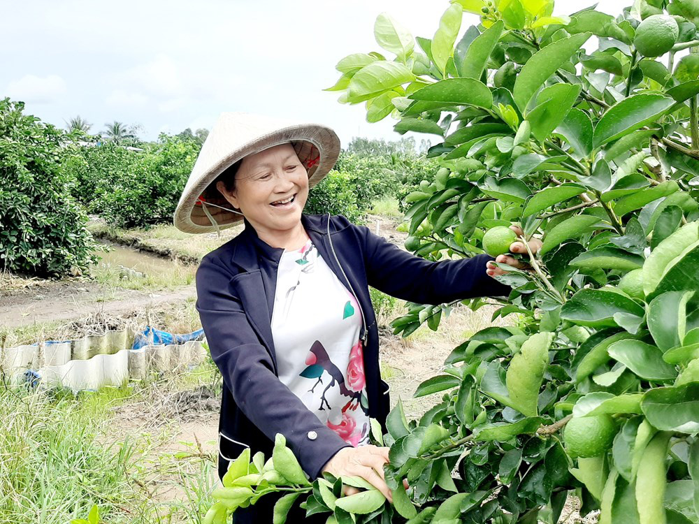 Long An: Đây là nông dân đầu tiên trồng chanh không hạt ở Việt Nam mà nên danh tỷ phú - Ảnh 1.