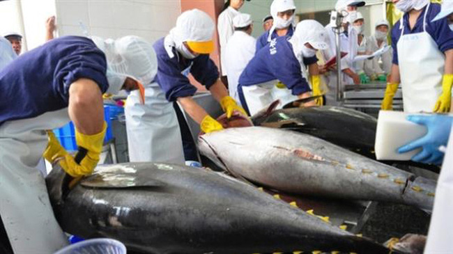 Xuất khẩu cá ngừ sang thị trường Mỹ tăng trở lại - Ảnh 1.