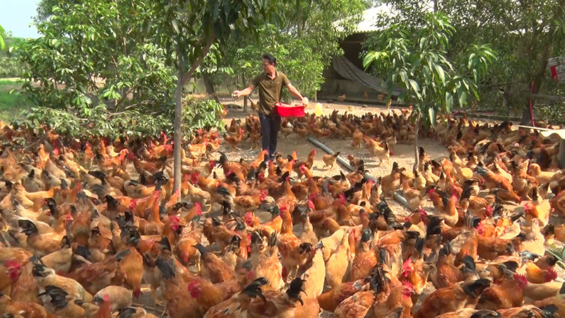 Quảng Trị: Gà Cùa không phải 1 giống gà mà thực ra là gà nuôi theo kiểu này ở huyện Cam Lộ - Ảnh 1.