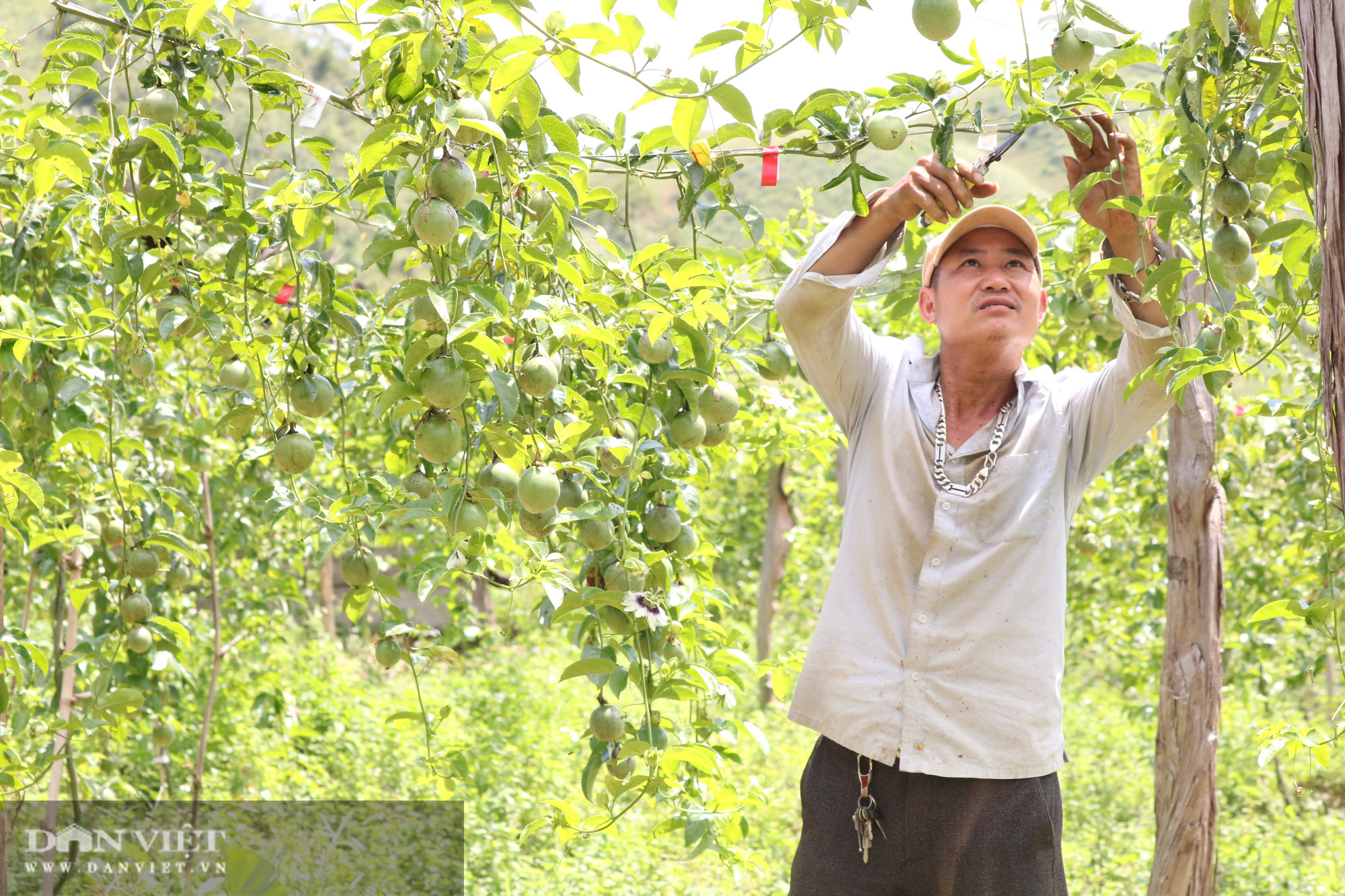 Trồng loại cây này, lão nông người Mường thu trăm triệu mỗi năm - Ảnh 3.