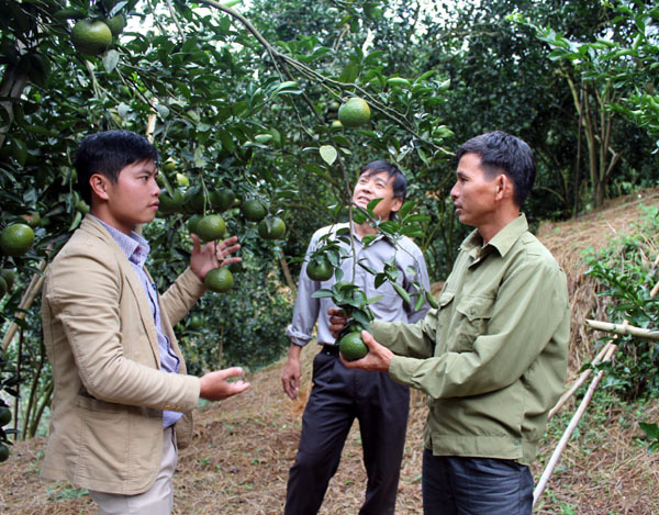 Phân bón Lâm Thao: Hướng dẫn ND sử dụng hiệu quả, tiết kiệm - Ảnh 1.