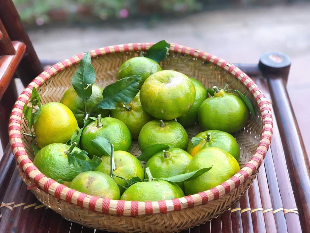 Lão nông trồng thứ quả sai trĩu cành, khi chín vàng rực, khách Tây kéo đến xem  - Ảnh 3.