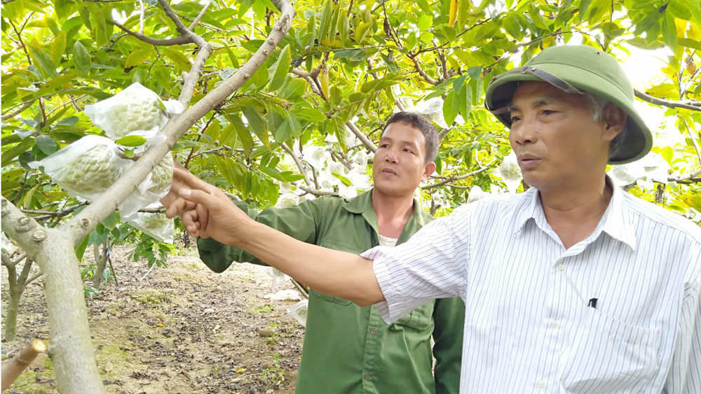 Bắc Giang: Cho na ra quả trái vụ, hái hàng tấn, toàn quả to bự, nông dân lãi hàng trăm triệu đồng - Ảnh 1.