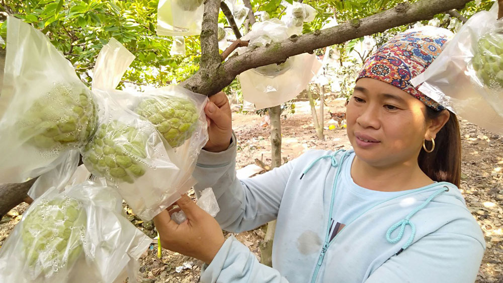 Bắc Giang: Cho na ra quả trái vụ, hái hàng tấn, toàn quả to bự, nông dân lãi hàng trăm triệu đồng - Ảnh 3.