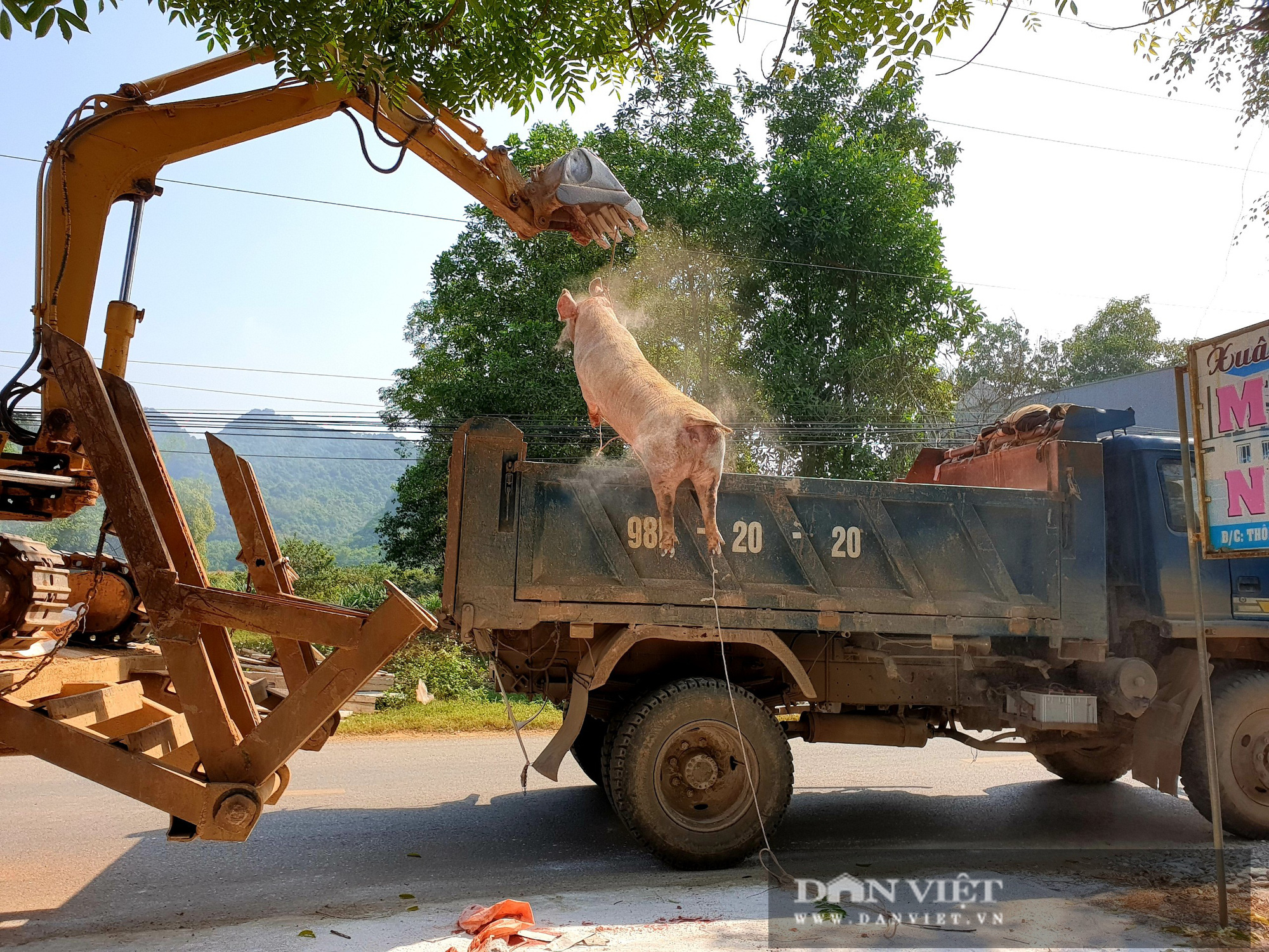 Ninh Bình: Dịch tả lợn Châu phi tái phát, tiêu hủy hơn 13.000 con, nguy cơ tiếp tục lan rộng - Ảnh 8.