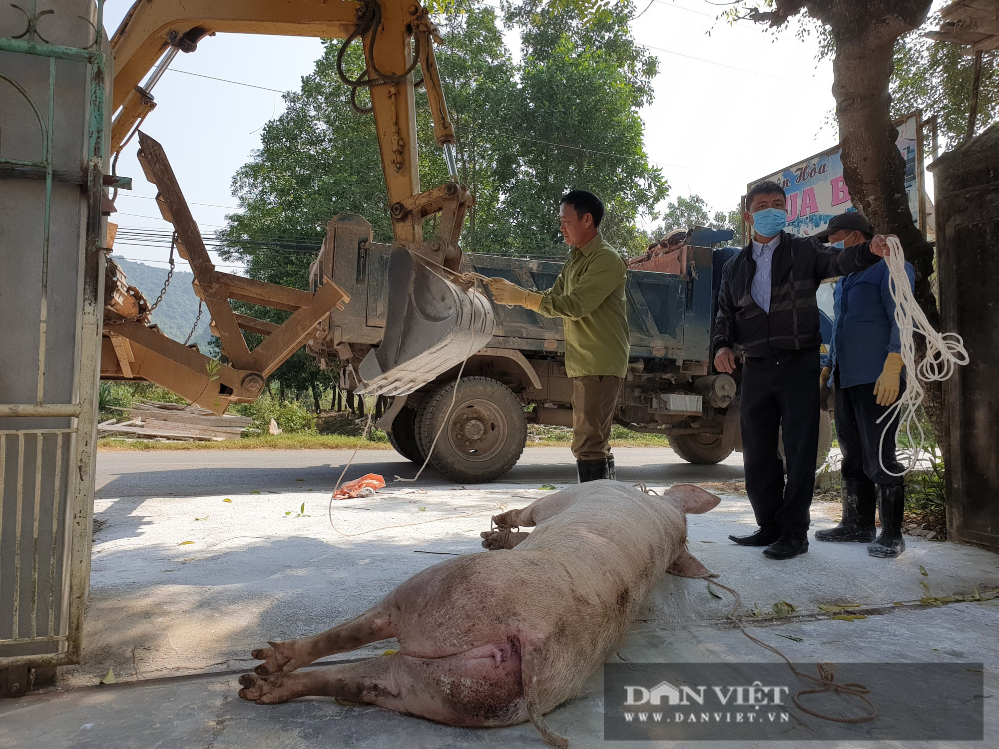 Ninh Bình: Dịch tả lợn Châu phi tái phát, tiêu hủy hơn 13.000 con, nguy cơ tiếp tục lan rộng - Ảnh 2.