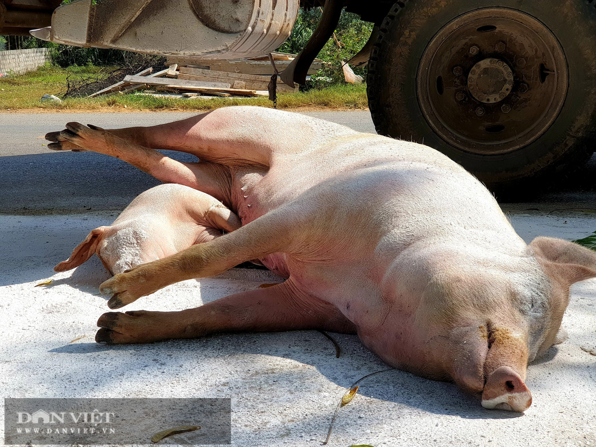 Ninh Bình: Dịch tả lợn Châu phi tái phát, tiêu hủy hơn 13.000 con, nguy cơ tiếp tục lan rộng - Ảnh 7.
