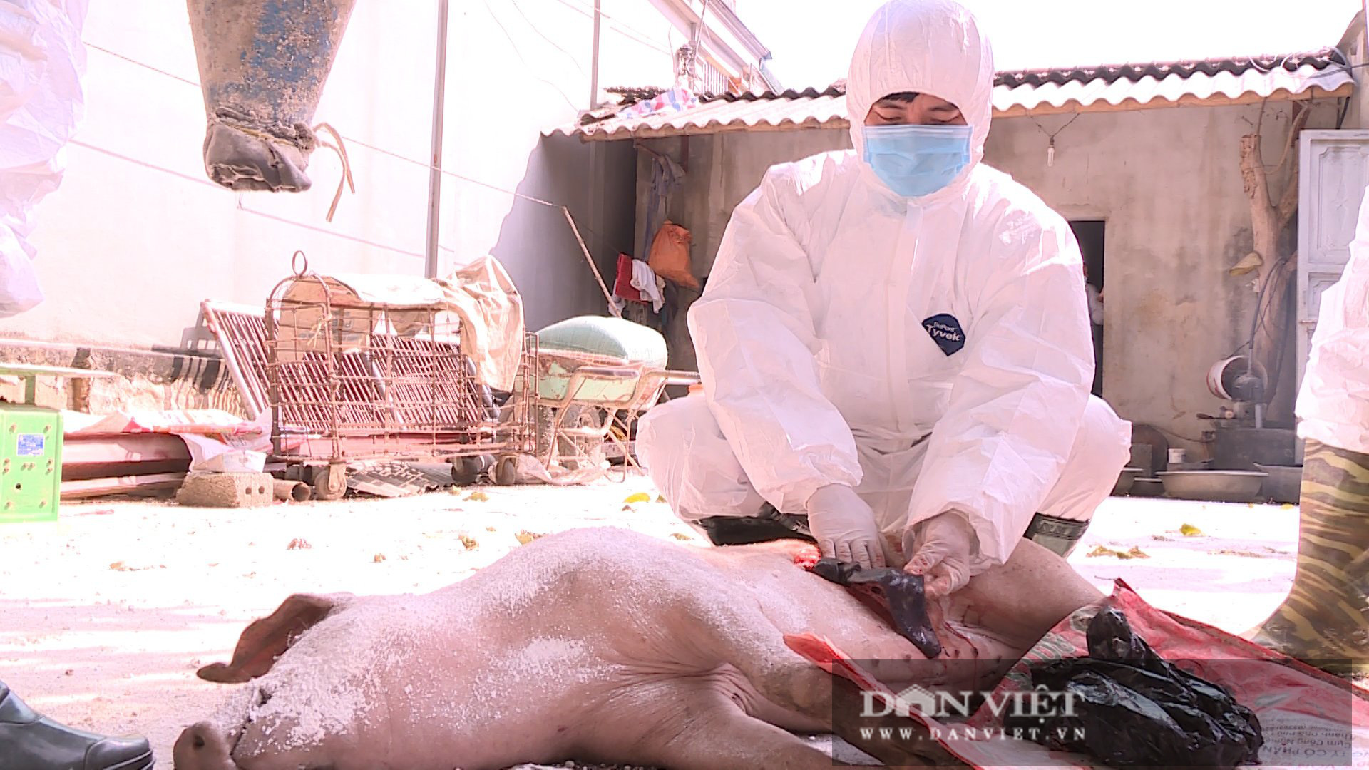 Ninh Bình: Dịch tả lợn Châu phi tái phát, tiêu hủy hơn 13.000 con, nguy cơ tiếp tục lan rộng - Ảnh 4.