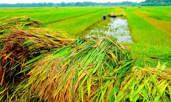 Giá nông sản hôm nay: Cà phê, hồ tiêu điều chỉnh giảm trong khi giá lợn hơi đồng loạt tăng - Ảnh 3.