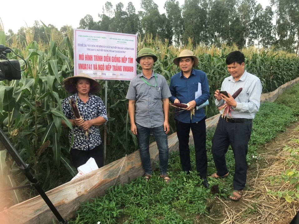 Hải Dương: Trồng giống ngô nếp tím lịm, giàu chất chống ung thư, bảo vệ tim mạch, nông dân thu bộn tiền - Ảnh 1.