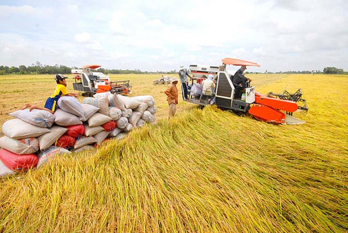 Rau xanh tăng giá mạnh vào dịp cuối năm? - Ảnh 2.