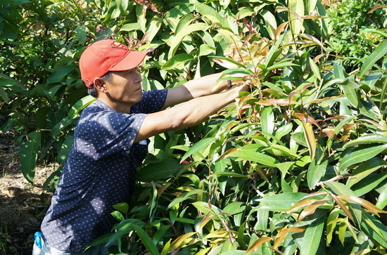 Tây Ninh: Đem thứ cây rừng về vườn trồng như rau, nhà hàng, siêu thị đăt mua tới tấp, nông dân ở đây đổi đời - Ảnh 4.