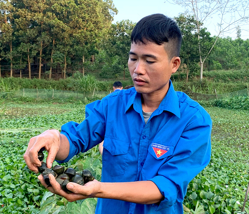 Nuôi &quot;con siêu đẻ&quot; bán làm hàng đặc sản, một nông dân tỉnh Tuyên Quang &quot;mò bắt&quot; được nửa tỷ đồng mỗi năm - Ảnh 1.