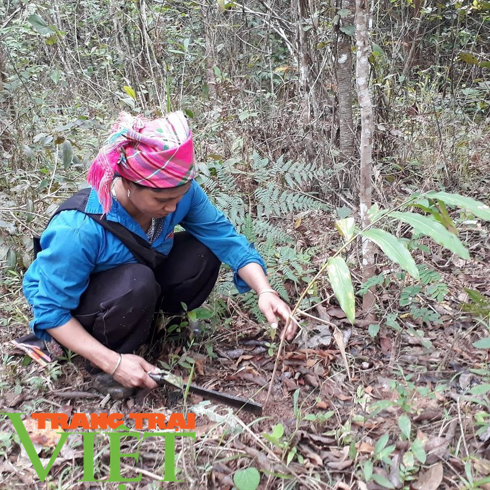 Điện Biên: Phá rừng sau quy hoạch, khó cũng phải giữ rừng - Ảnh 3.