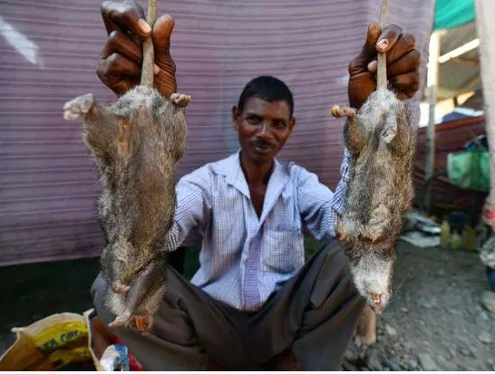 Ở nơi thịt chuột được coi là đặc sản &quot;tuyệt đỉnh kungfu&quot; còn phổ biến hơn gà hay lợn - Ảnh 4.