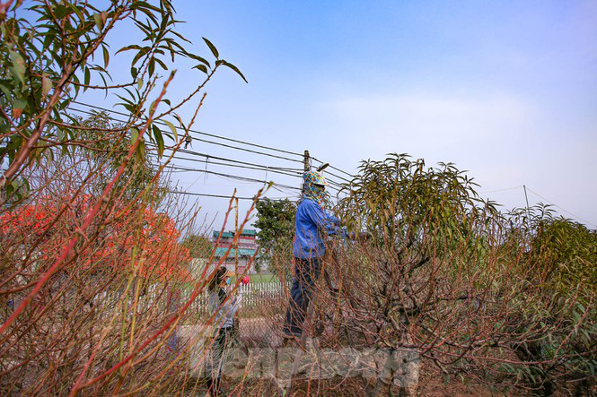 Làng đào Nhật Tân tất bật tuốt lá cho hoa nở đúng Tết Nguyên đán - Ảnh 1.