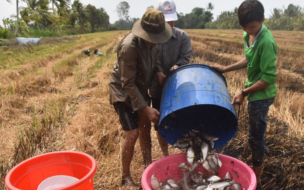 Cà Mau: Vùng đất này trước rùa vàng bò lổm ngổm, nay dân bị cuốn vào &quot;cơn lốc đổi đời&quot;, cá đồng bỗng biến mất