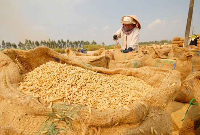 Giá nông sản hôm nay (15/12): Giá lúa gạo đứng yên, lợn hơi tiếp tục tăng - Ảnh 1.