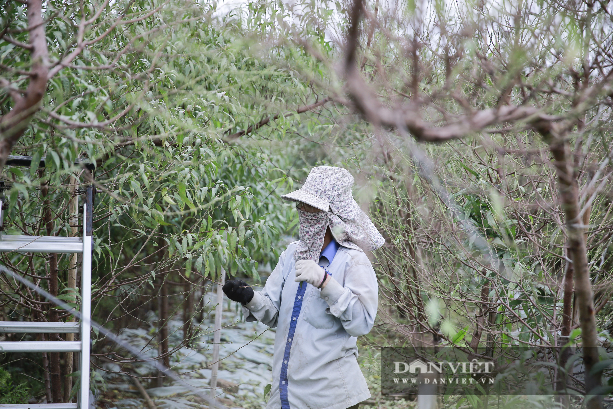 Đào Nhật Tân áp dụng phương pháp chăm sóc mới hứa hẹn một mùa Tết bội thu - Ảnh 7.